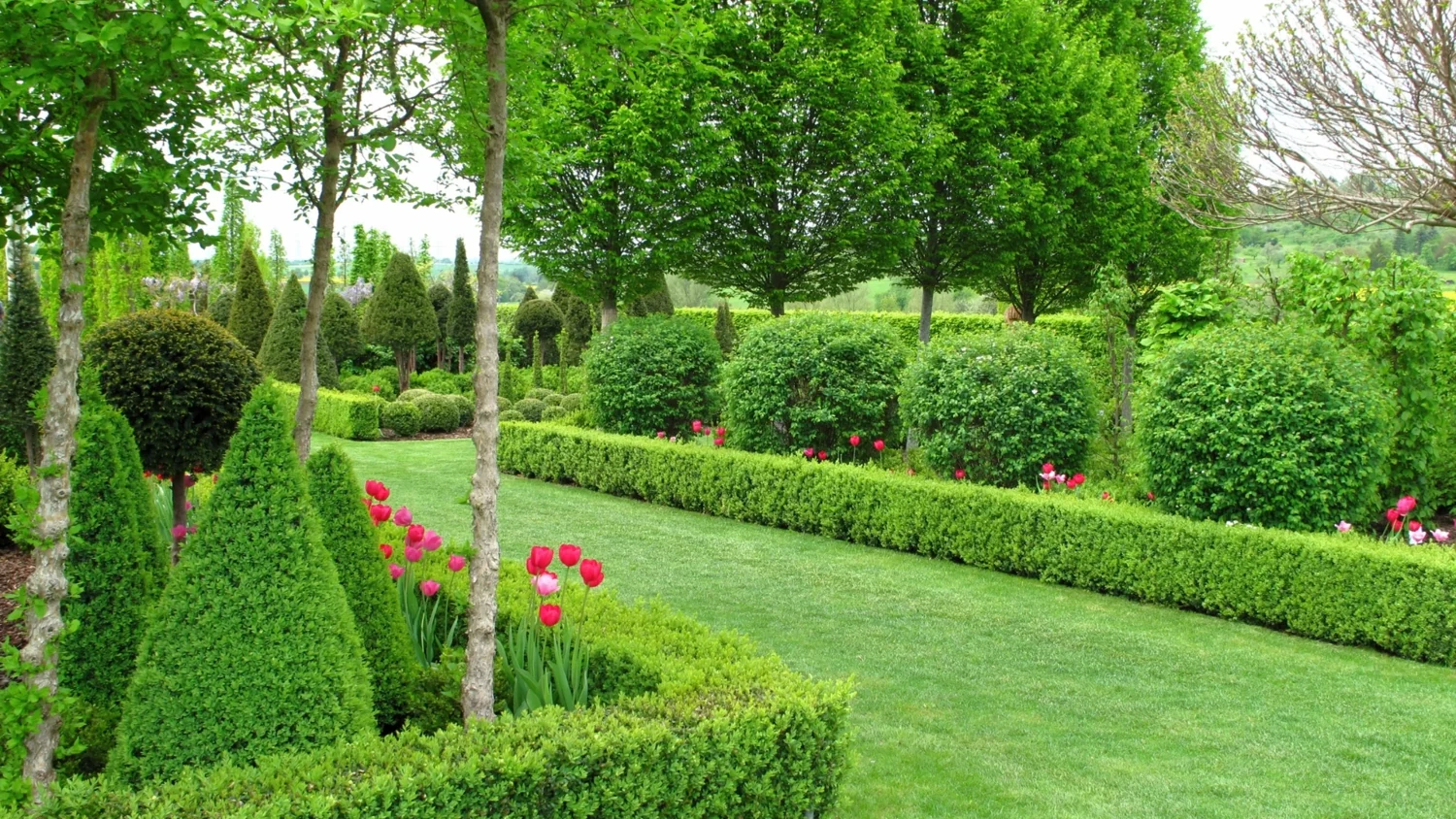 Formal garden beds with shaped shrubs