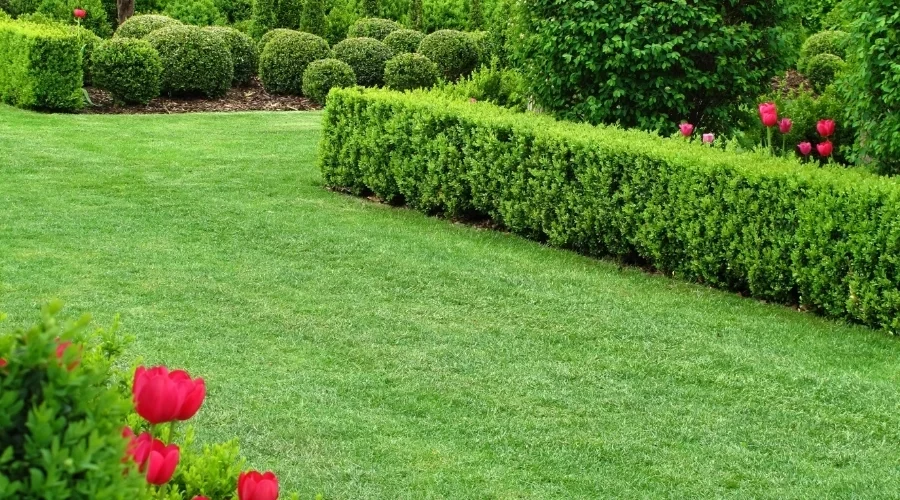 Neat lawn edged by trimmed hedges and flowers