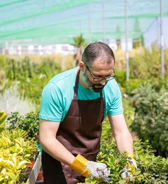 Gardener caring for established outdoor plants