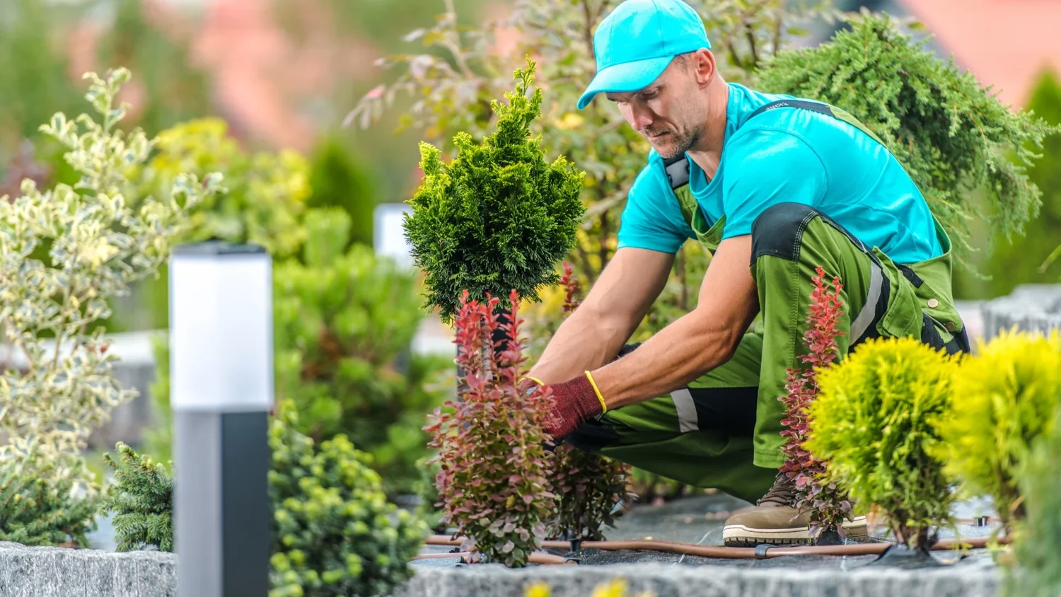 Gardener placing plants in a garden bed
